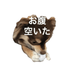 チョコタンチワワの日常会話（個別スタンプ：30）