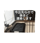 チョコタンチワワの日常会話（個別スタンプ：31）