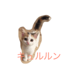 まーやたんワールド（個別スタンプ：1）
