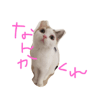 まーやたんワールド（個別スタンプ：8）
