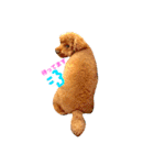 Toypoodl noel（個別スタンプ：1）