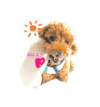Toypoodl noel（個別スタンプ：3）
