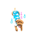 Toypoodl noel（個別スタンプ：4）