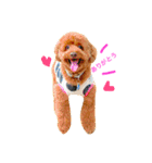 Toypoodl noel（個別スタンプ：5）