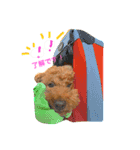 Toypoodl noel（個別スタンプ：6）
