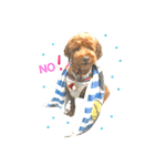 Toypoodl noel（個別スタンプ：7）