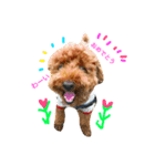 Toypoodl noel（個別スタンプ：10）