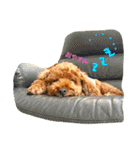 Toypoodl noel（個別スタンプ：12）