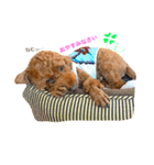 Toypoodl noel（個別スタンプ：13）