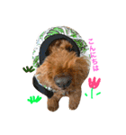 Toypoodl noel（個別スタンプ：15）