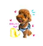 Toypoodl noel（個別スタンプ：16）