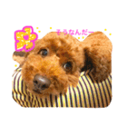 Toypoodl noel（個別スタンプ：17）