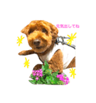 Toypoodl noel（個別スタンプ：18）
