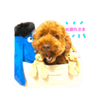 Toypoodl noel（個別スタンプ：19）