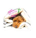 Toypoodl noel（個別スタンプ：20）