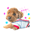 Toypoodl noel（個別スタンプ：21）