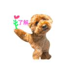 Toypoodl noel（個別スタンプ：23）