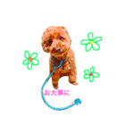 Toypoodl noel（個別スタンプ：24）