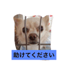チワワ4匹♡ショコラ.マリン.ベア.チェリー（個別スタンプ：3）