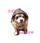 チワワ4匹♡ショコラ.マリン.ベア.チェリー（個別スタンプ：7）