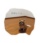 チワワ4匹♡ショコラ.マリン.ベア.チェリー（個別スタンプ：13）
