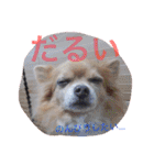 チワワ4匹♡ショコラ.マリン.ベア.チェリー（個別スタンプ：26）