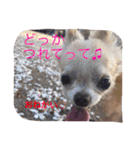 チワワ4匹♡ショコラ.マリン.ベア.チェリー（個別スタンプ：28）