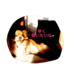 チワワ4匹♡ショコラ.マリン.ベア.チェリー（個別スタンプ：39）