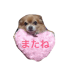 チワワ4匹♡ショコラ.マリン.ベア.チェリー（個別スタンプ：40）