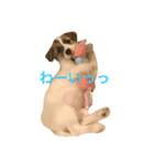 ジャックラッセルのタバサ2（個別スタンプ：5）