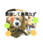 チワマルブラン part1（個別スタンプ：4）