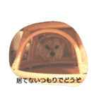 チワマルブラン part1（個別スタンプ：14）