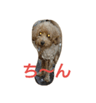 クッキーの独り言 1（個別スタンプ：1）