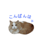 リアル猫スタ＊ふわもふルルの日常会話（個別スタンプ：3）