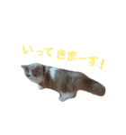 リアル猫スタ＊ふわもふルルの日常会話（個別スタンプ：5）