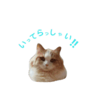 リアル猫スタ＊ふわもふルルの日常会話（個別スタンプ：6）