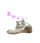 リアル猫スタ＊ふわもふルルの日常会話（個別スタンプ：8）
