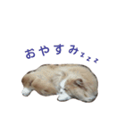 リアル猫スタ＊ふわもふルルの日常会話（個別スタンプ：9）