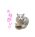 リアル猫スタ＊ふわもふルルの日常会話（個別スタンプ：12）