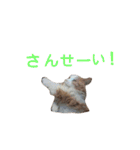 リアル猫スタ＊ふわもふルルの日常会話（個別スタンプ：15）