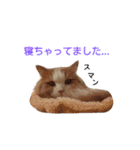 リアル猫スタ＊ふわもふルルの日常会話（個別スタンプ：21）