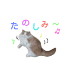 リアル猫スタ＊ふわもふルルの日常会話（個別スタンプ：26）