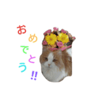 リアル猫スタ＊ふわもふルルの日常会話（個別スタンプ：27）
