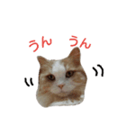 リアル猫スタ＊ふわもふルルの日常会話（個別スタンプ：29）