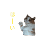 リアル猫スタ＊ふわもふルルの日常会話（個別スタンプ：31）