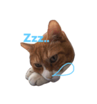 Nya！！（個別スタンプ：3）