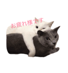 Nya！！（個別スタンプ：8）