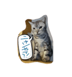Spicy cats3（個別スタンプ：1）