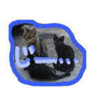Spicy cats3（個別スタンプ：2）