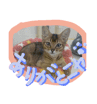 Spicy cats3（個別スタンプ：5）